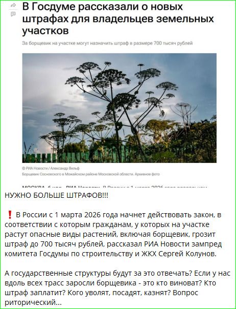 В Госдуме рассказали о новых штрафах для владельцев земельных участков. За расположение на участке опасных видов растений, включая борщевик, грозит штраф до 700 тысяч рублей, рассказал РИА Новости. Закон начнет действовать с 1 марта 2026 года.