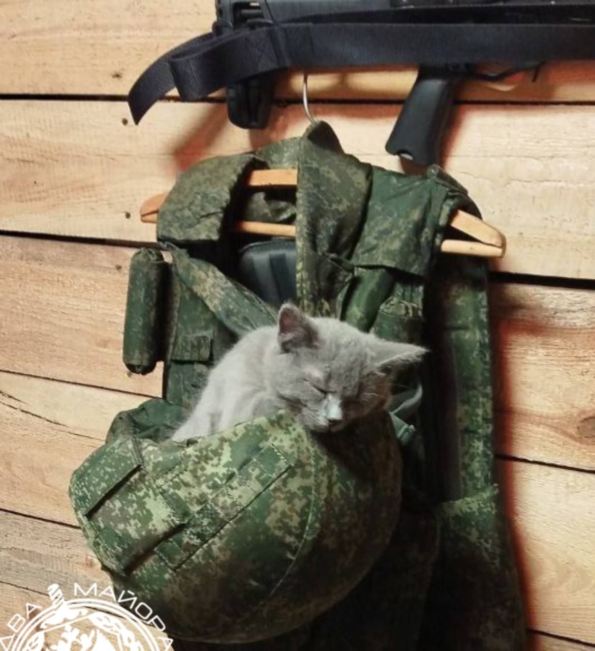 Кот в камуфляжном жилете, висит на жилете в стиме военного стиля.