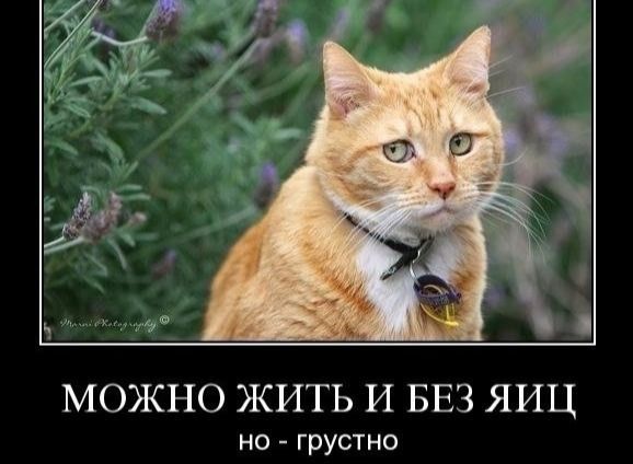 МОЖНО ЖИТЬ И БЕЗ ЯИЦ НО - грустно
