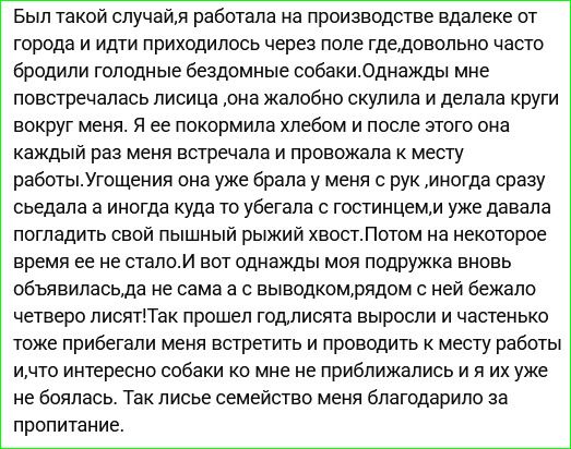 Был такой случай, я работала на производстве вдали от города и идти приходилось через поле, довольно часто бродили голодные бездомные собаки. Однажды мне повстречалась лисица, она жалобно скулила и делала круги вокруг меня. Я её не покормила хлебом и после этого она каждый раз меня встречала и провожала к месту работы. Угощения она уже брала у меня с рук, иногда сразу съедала, а иногда куда-то убежала. Потом на некоторое время её не стало. И вот однажды моя подруга вновь объявлялась, да не сама, а с выводком, рядом с ней бежало четверо щенят. Такой год, щенята выросли и часто тоже прибегали меня встретить и провожать к месту работы. Что интересно, собаки ко мне не приближались и я их уже не боялась. Так семья меня благодарило за пропитание.