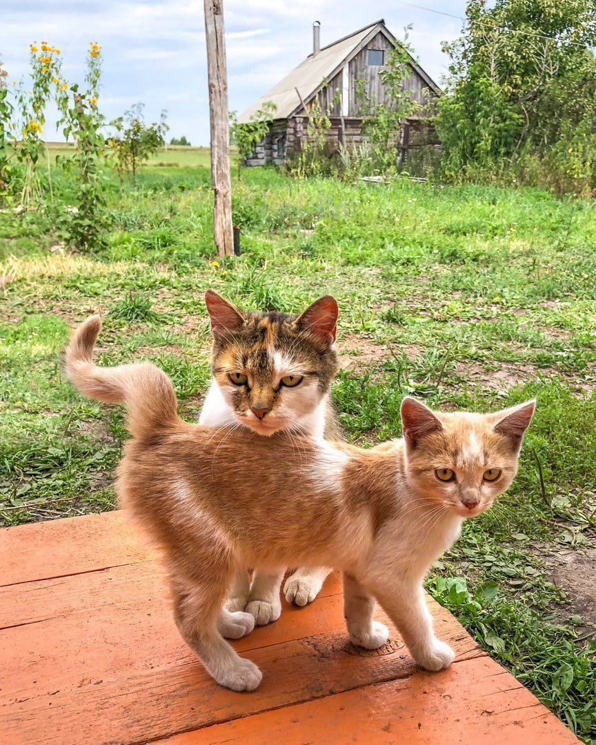 На улице два котенка возле старого дома.