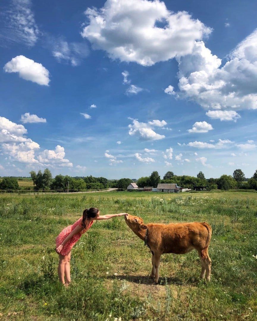 Девочка в розовом платье тянется к корове на лугу в солнечный день.