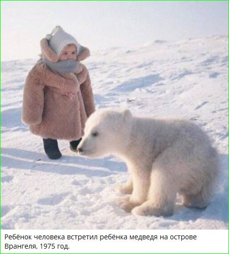 Ребёнок человека встретил ребёнка медведя на острове Врангеля, 1975 год.