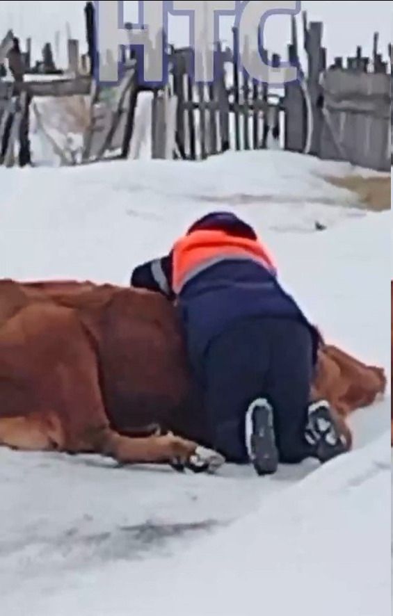 Человек в рабочей одежде склонился над лежащей на снегу коровой. На заднем плане виден деревянный забор.