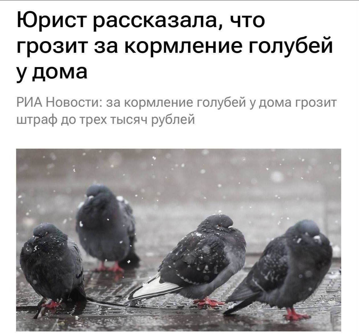 Юрист рассказала, что грозит за кормление голубей у дома. РИА Новости: за кормление голубей у дома грозит штраф до трех тысяч рублей