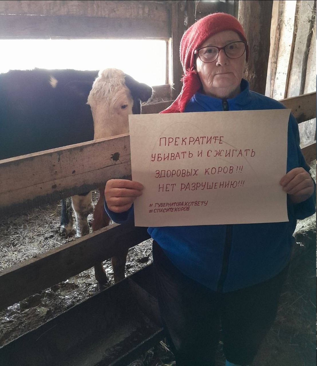 ПРЕКРАТИТЕ УБИВАТЬ И СЖИГАТЬ ЗДОРОВЫХ КОРОВ!!! НЕТ РАЗРУШЕНИЮ!!! # ГУБЕРНАТОРА КОТВЕТУ # СПАСИТЕКОРОВ