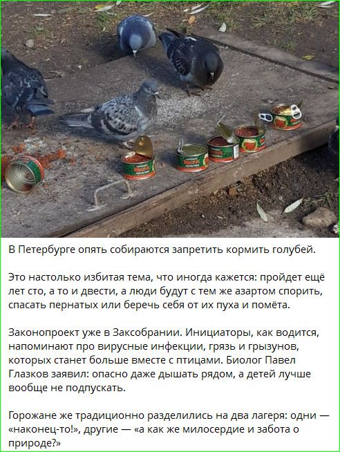 В Петербурге опять собираются запретить кормить голубей. Это настолько избитая тема, что иногда кажется: пройдет еще лет сто, а то и двести, а люди будут с тем же азартом спорить, спасать пернатых или беречь себя от их пуха и помета. Законопроект уже в Заксобрании. Инициаторы, как водится, напоминают про вирусные инфекции, грязь и грызунов,