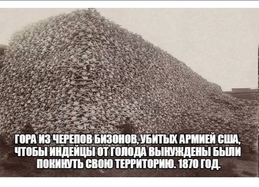 ГОРА ИЗ ЧЕРЕПОВ БИЗОНОВ, УБИТЫХ АРМИЕЙ США, ЧТОБЫ ИНДЕЙЦЫ ОТ ГОЛОДА ВЫНУЖДЕНЫ БЫЛИ ПОКИНУТЬ СВОЮ ТЕРРИТОРИЮ. 1870 ГОД.