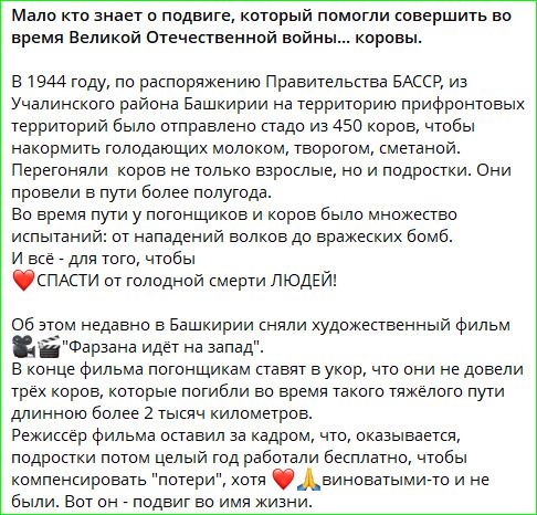 Мало кто знает о подвиге, который помогли совершить во время Великой Отечественной войны... коровы.
В 1944 году, по распоряжению Правительства БАССР, из Учалинского района Башкирии на территорию прифронтовых территорий было отправлено стадо из 450 коров, чтобы накормить голодающих молоком, творогом, сметаной. Перегоняли коров не только взрослые,