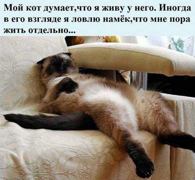 Мой кот думаетлто я живу у него Иногда в его взгляде я ловлю намёк что мне пора ЖИТЬ ОТДЕЛЬНО