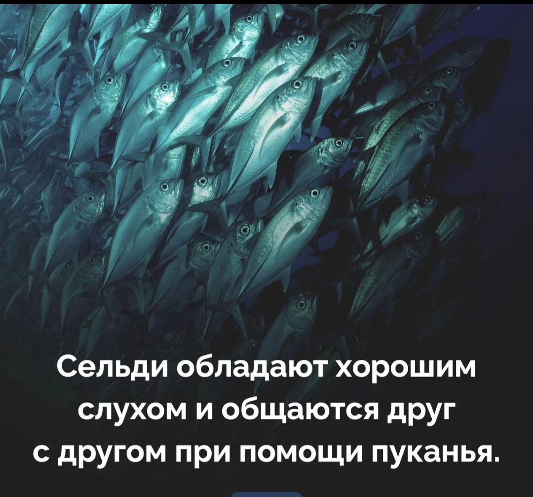 Сельди обладают хорошим слухом и общаются дРУг с другом при помощи пуканья