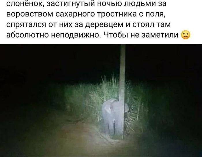 слоненок застигнутым ночью людьми за воровствсм сахарного тростника с поля спрятался от них за деревцем и стоял там абсолютно неподвижно Чтобы не заметили