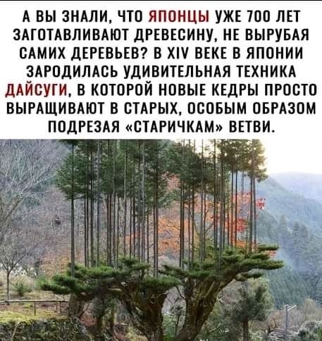 А ВЫ ЗНАЛИ ЧТО ЯПОНЦЫ УЖЕ ТОО ЛЕТ ЗАТОТАВЛИВАЮТ дРЕВЕСИНУ НЕ ВЫРУБАЯ САМИХ дЕРЕВЬЕВ В ХП ВЕКЕ В ЯПОНИИ ЗАРОДИЛАОЬ УДИВИТЕЛЬНАЯ ТЕХНИКА дАЙОУГИ В КОТОРОЙ НОВЫЕ КЕДРЫ ПРОСТО ВЫРАЩИВАЮТ В СТАРЫХ ОСОБЫМ ОБРАЗОМ ПОДРЕЗАЯ СТАРИЧКАМ ВЕТБИ