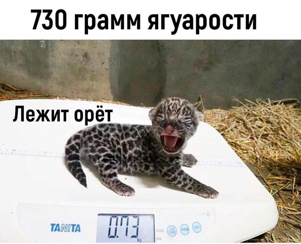 730 грамм ягуарости