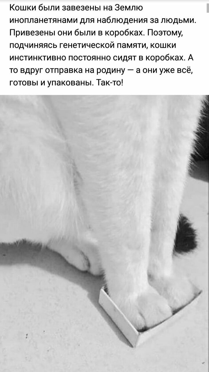 Кошки были завезены на землю инопланетянами для набпкдения за людьми. Привезены они были в коробках. Поэтому, подчиняяясь генетической памяти, кошки инстинкктивно постоянно сидят в. Коробквх. А то вдруг отправка на родину  а они уже всё, готовы и упакованы. Такто!