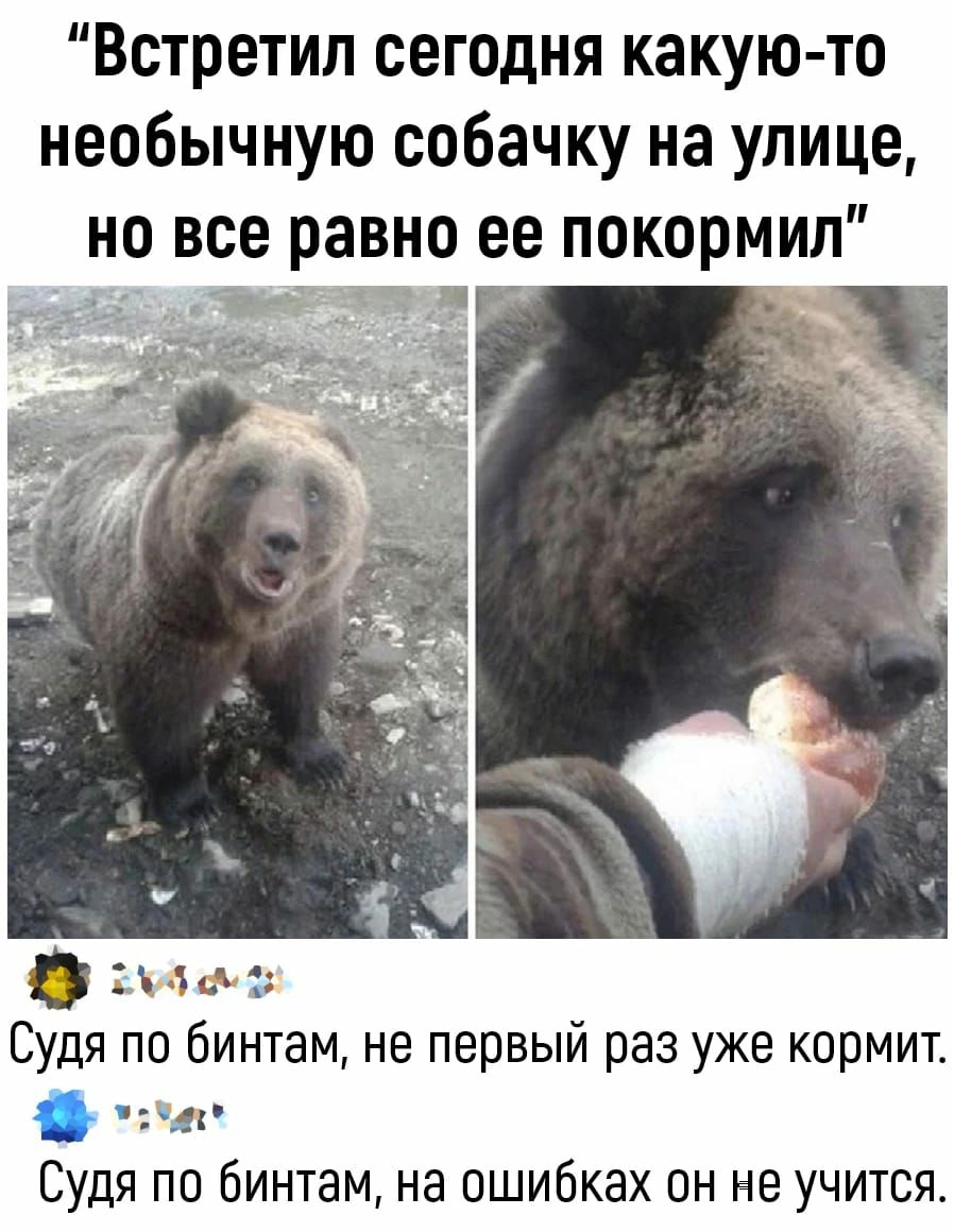 Встретил сегодня какую то необычную собачку на улице но все равно ее покормил мл Судя по бинтам не первый раз уже кормит Судя по бинтам на ошибках он не учится