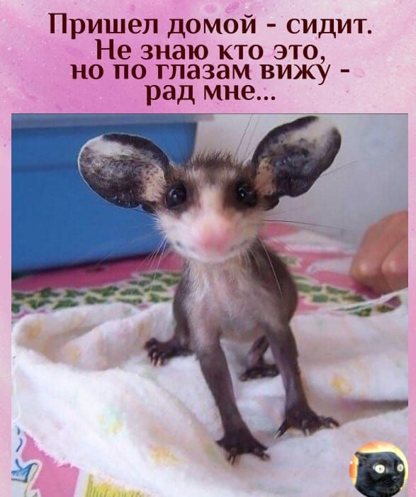 Пришел домой сидит Не знаю кто это но по глазам вижу рад мне