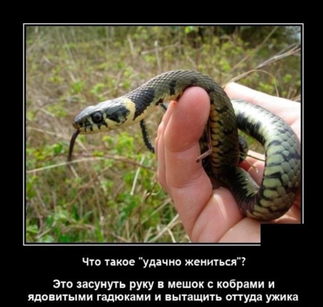 Что такое удачно жениться