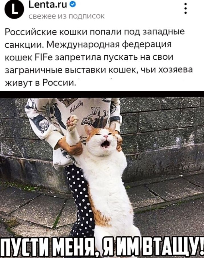 ППДПН _ Российские кошки попали под западные санкции Международная федерация кошек РРе запретила пускать на свои заграничные выставки кошек чьи хозяева живут в России
