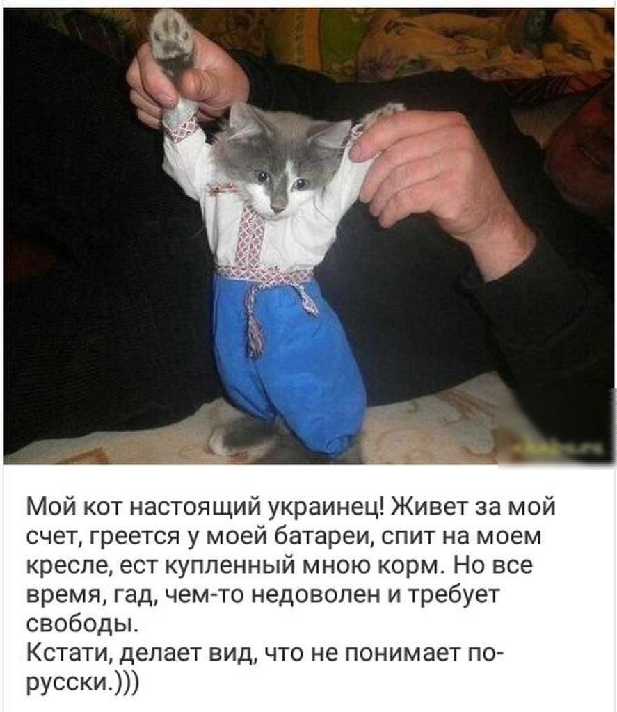 Мой кот настоящий украинец Живет за мой счет греется у моей батареи спит на моем кресле ест купленный мною корм Но все время гад чем то недоволен и требует свободы Кстати делает вид что не понимает по РУССКИ