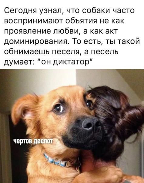 Сегодня узнал что собаки часто воспринимают объятия не как проявление любви а как акт доминирования То есть ты такой обнимаешь песепя а песепь думает он диктатор