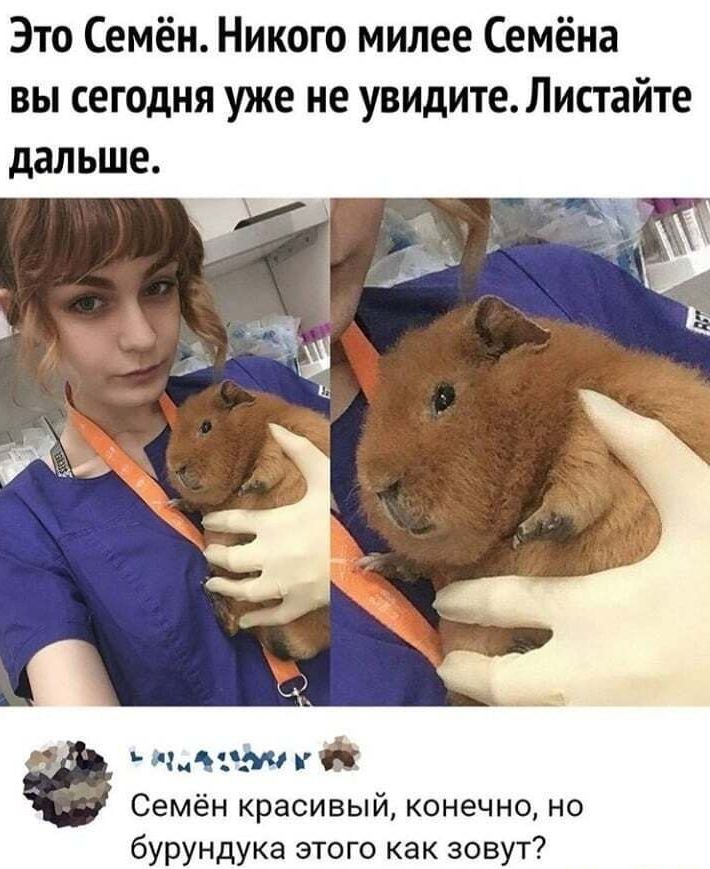 Это Семён Никого милее Семёна вы сегодня уже не увидите Листайте дальше ъ шт м Семён красивый конечно но бурундука этого как зовут