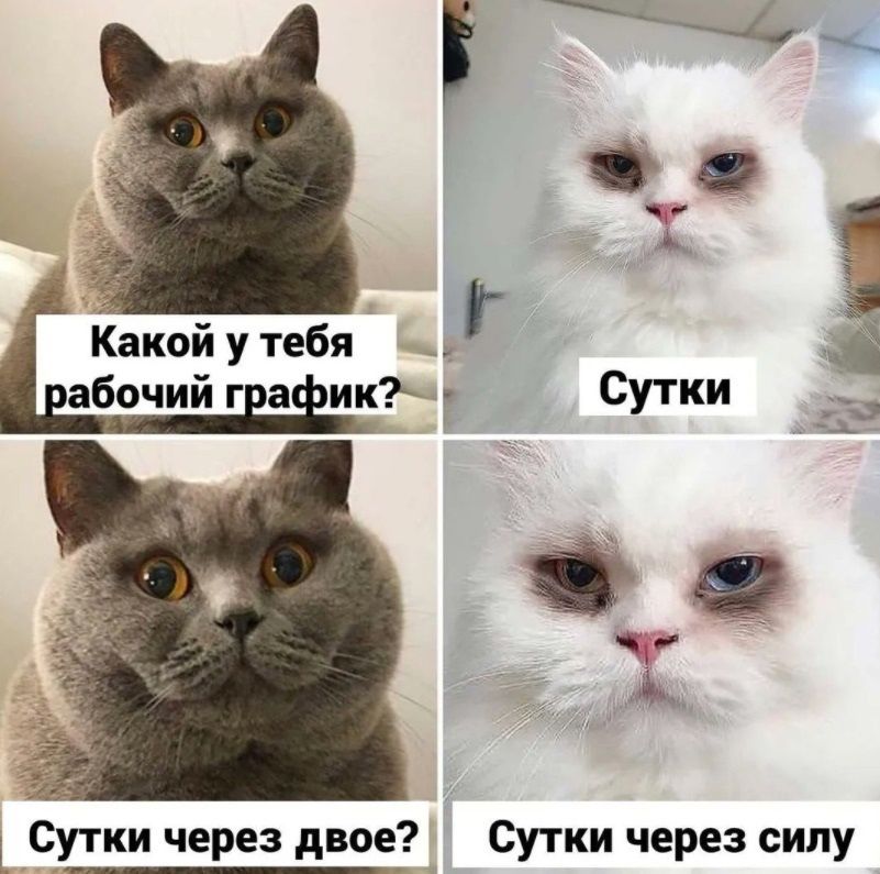 Какой у тебя абочий г а ик Сутки через двое Сутки через силу