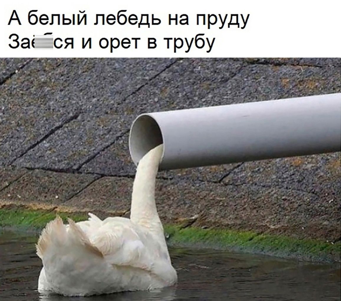 А белый лебедь на пруду Заі Еся и орет в трубу