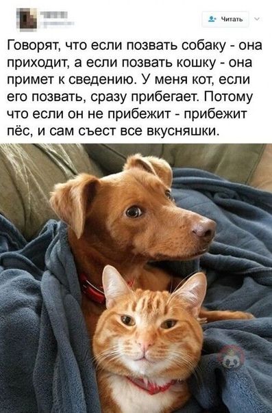 Говорят что если позвать собаку она приходит а если позвать кошку она примет к сведению У меня кот если его познать сразу прибегает Потому что если он не прибежит прибежит