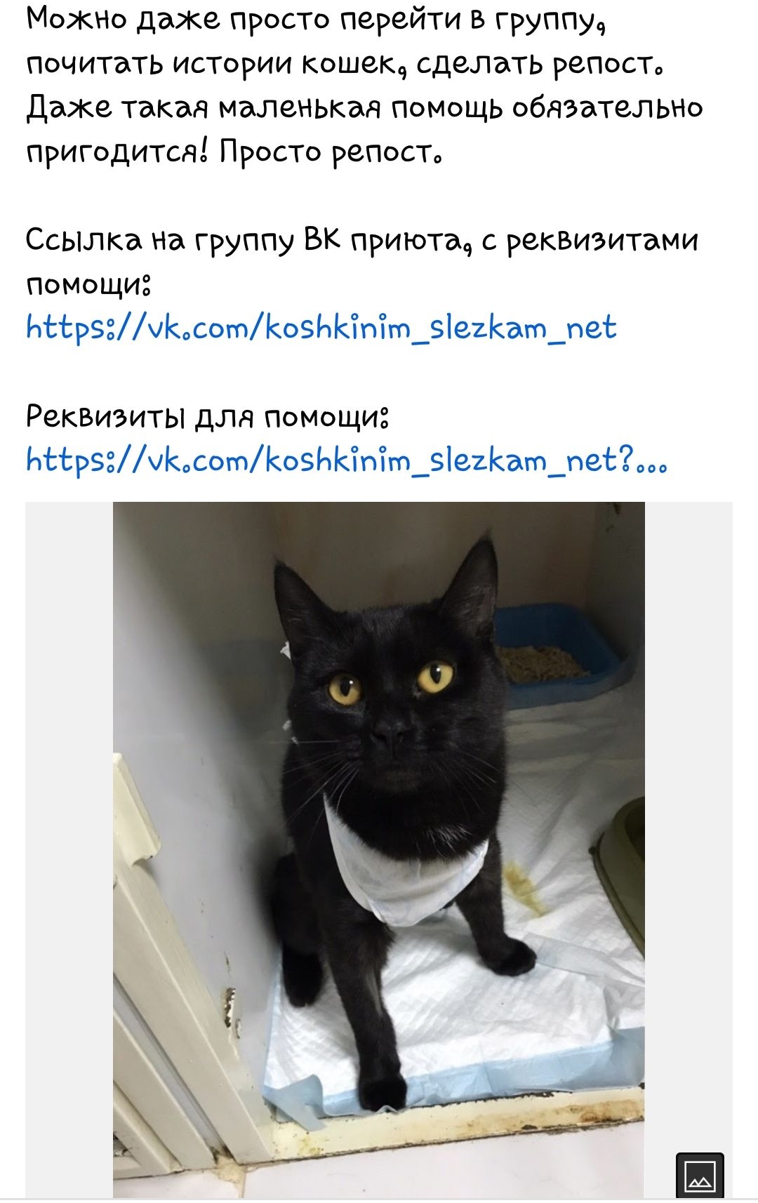 МокНо даже просто перейти в группу почитать истории кошекч сделать репосто Даке такая маленькая помощь обдЭаТеЛЬНо пригодится Просто репосто Ссылка на группу ВК приютач с реквизитами Помощи Реквизиты для помощи