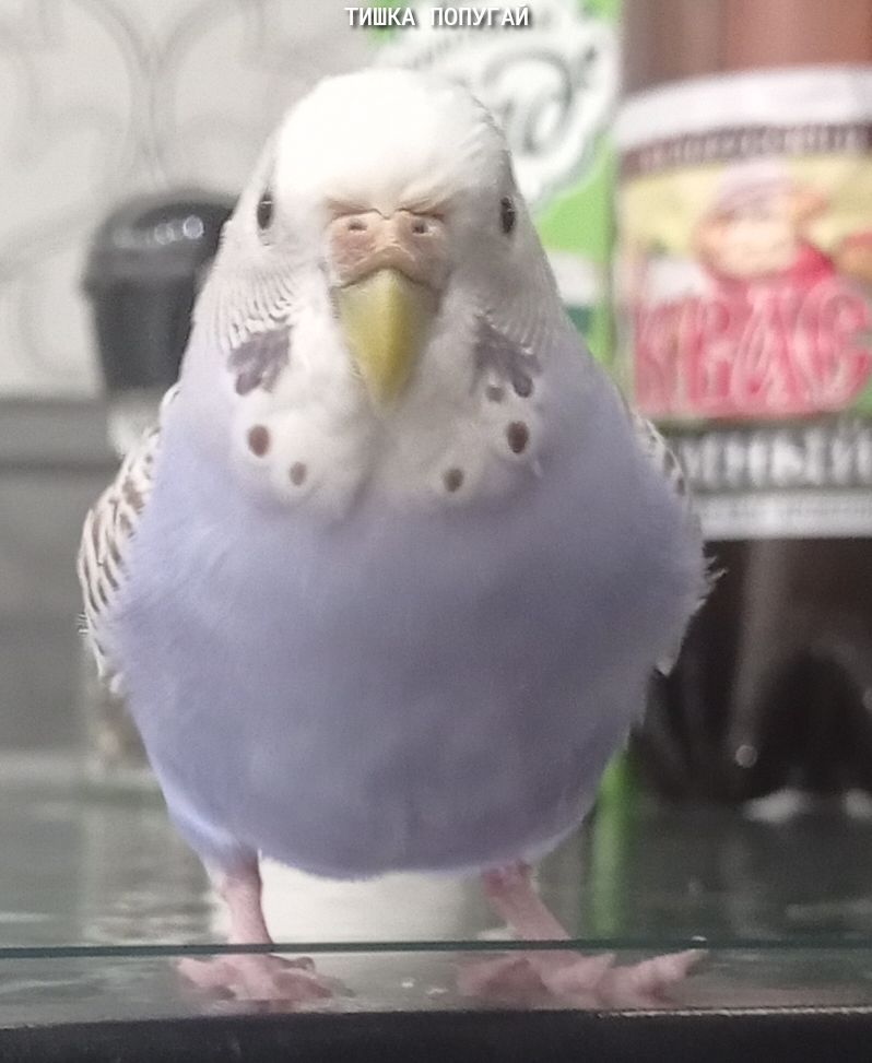 3 пы Ш
