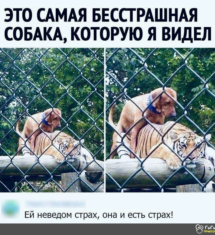 ЭТО САМАЯ БЕССТРАШНАЯ ЕЛ Ей неведом прах она и есгь страх