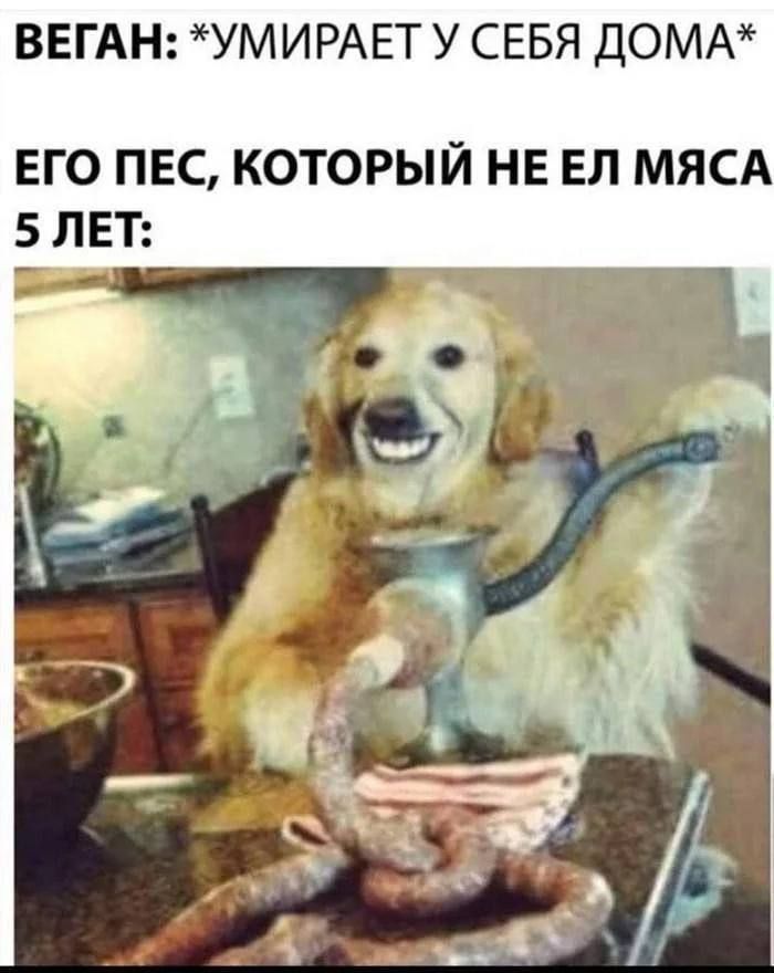 ВЕГАН УМИРАЕТ У СЕБЯ ДОМА ЕГО ПЕС КОТОРЫЙ НЕ ЕП МЯСА