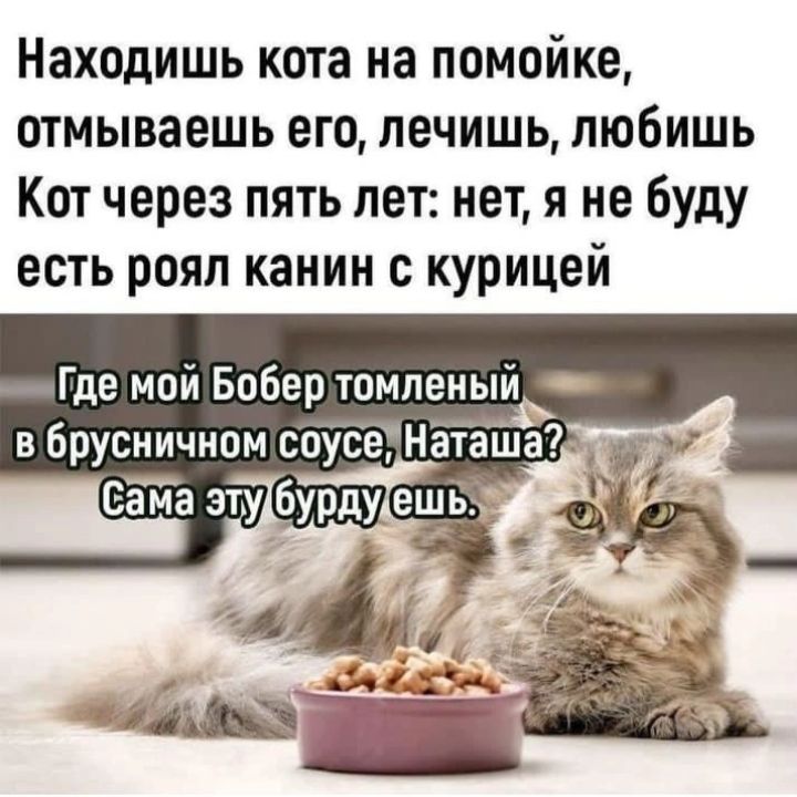 Находишь кота на помойке отмываешь его печишь любишь Кот через пять лет нет я не буду есть рояп каиии с курицей Где мой Бобер томленый _ в брусничном соусе Наташ 7 Вёйа эту бурду ешь