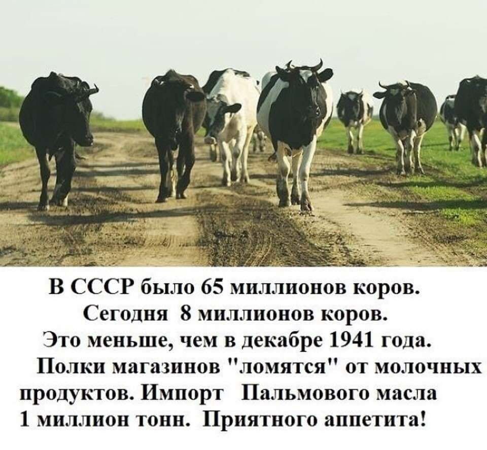 В СССР было 65 миллионов коров Сегодня 8 миллионов коров Это меньше чем в декабре 1941 года Полки магазинов ломятся от молочных продуктов Импорт Пальмового масла 1 миллион тонн Приятного аппетита