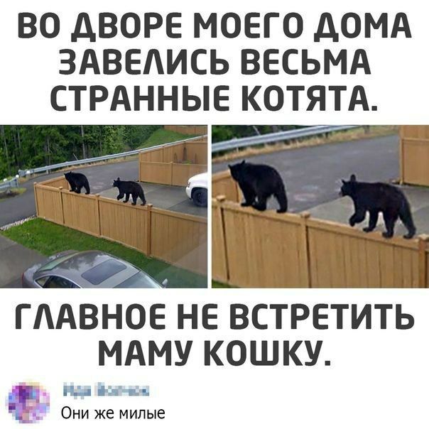 ВО АВОРЕ МОЕГО АОМА ЗАВЕАИСЬ ВЕСЬМА СТРАННЫЕ КОТЯТА ГААВНОЕ НЕ ВСТРЕТИТЬ МАМУ КОШКУ