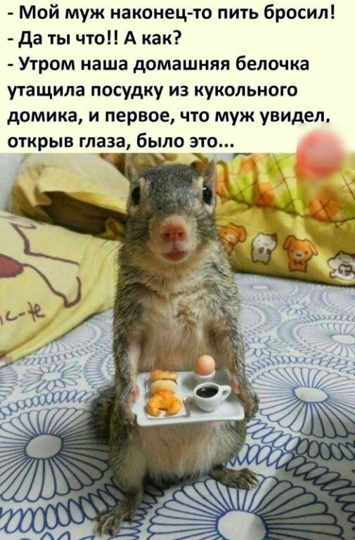 Мой муж наконец то пить бросил да ты что А как Утром наша домашняя белочка утащила посудку из кукольного домика и первое что муж увидел открыв глаза было это