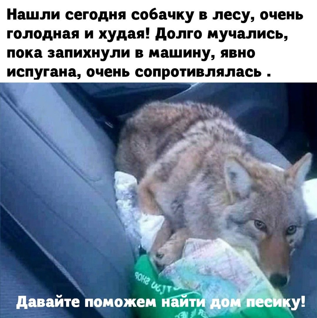 Нашли сегодня собачку в лесу очень голодная и худая долго мучались пока запихнули в машину явно испугана очень сопротивлялась