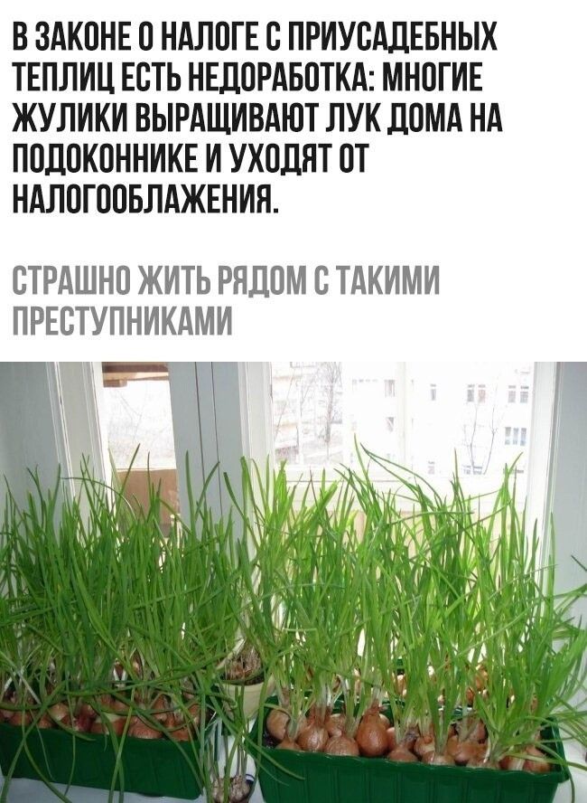 В ЗАКОНЕ О НАЛОГЕ О ПРИУОАДЕБНЫХ ТЕПЛИЦ ЕСТЬ НЕДОРАБОТКА МНОГИЕ ЖУЛИКИ ВЫРАЩИВАЮТ ЛУК ДОМА НА ПОДОКОННИКЕ И УХОДЯТ ОТ НАЛОГООБЛАЖЕНИН ОТРАШНО ЖИТЬ РЯДОМ О ТАКИМИ ПРЕОТУПНИКАМИ г