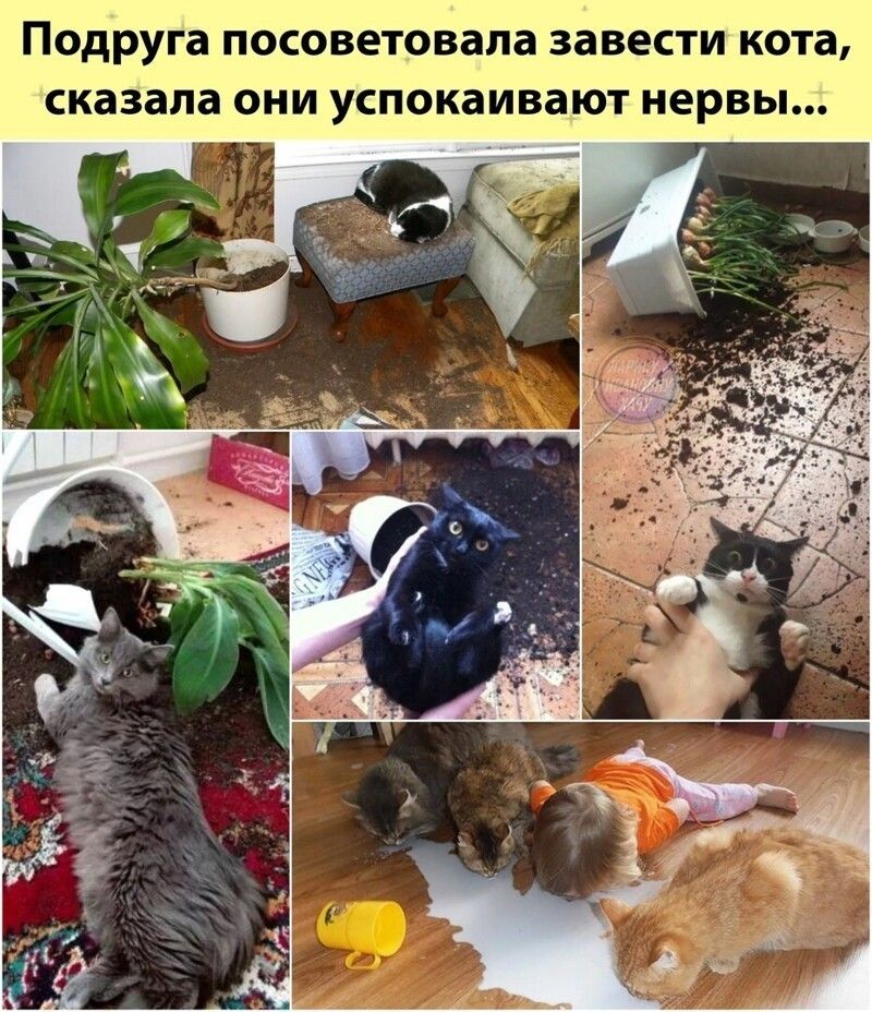 Подруга посоветовала завести КОТЗ сказала ОНИ УСПОКЗИВЗЮТ нервы