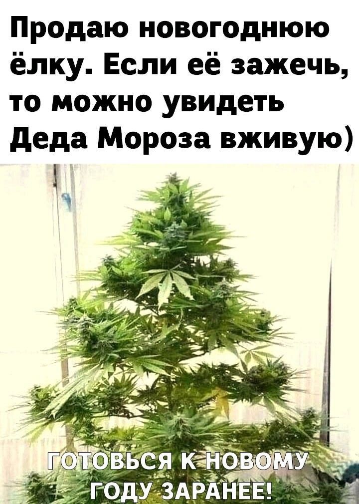Продаю новогоднюю ёлку Если её зажечь то можно увидеть деда Мороза вживую _ 7 МЬУЖ гг0д ЗАРАНЕЕ