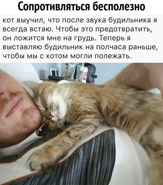 Сопротивляться бесполезно кот выучил что после звука будильника я всегда встаю Чтобы это предотвратить он ложится мне на грудь Теперь я выставляю будильник на полчаса раньше чтобы мы с котом могли полежать