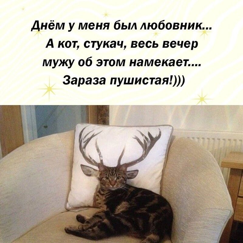 Днём у меня был любовник А кот стукач весь вечер мужу об этом намекает Зараза пушистая