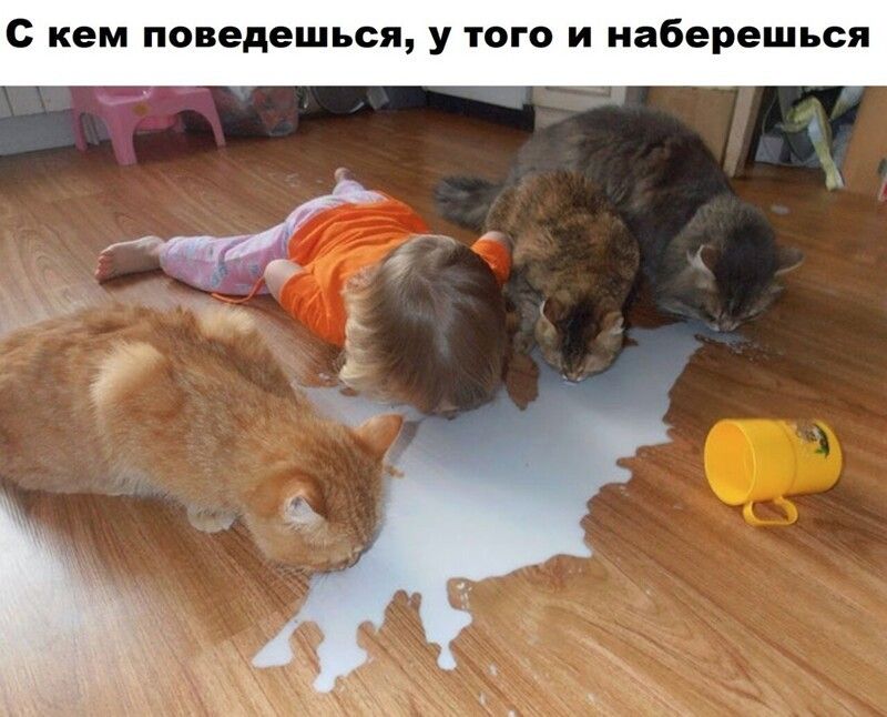 С кем поведешься У ТОГО И наберешься