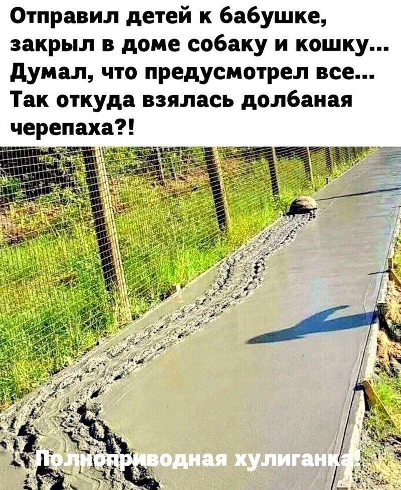 Отправил детей к бабушке закрыл в доме собаку и кошку думал что предусмотрел все Так откуда взялась долбаная