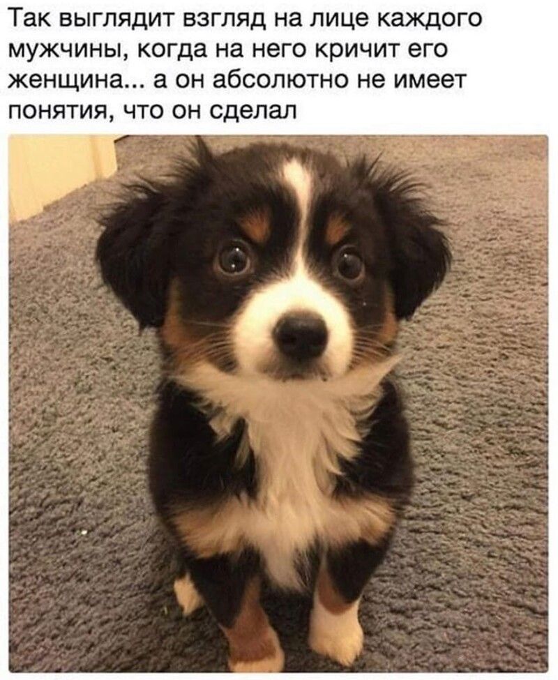 Так выглядит взгляд на лице каждого мужчины когда на него кричит его женщина а он абсолютно не имеет понятия что он сделал