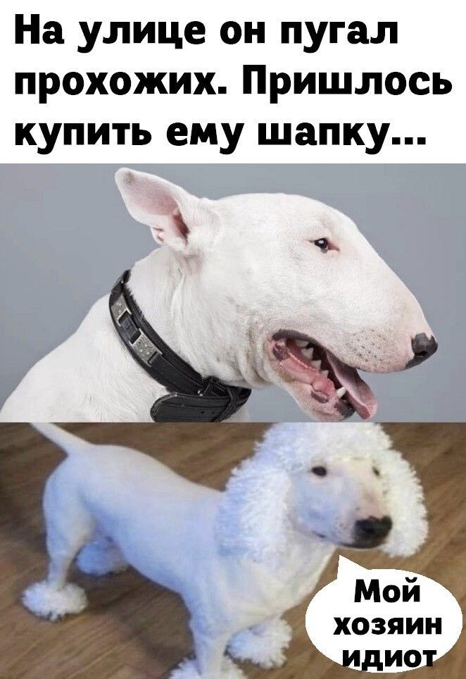 На улице он пугал прохожих Пришлось купить ему шапку