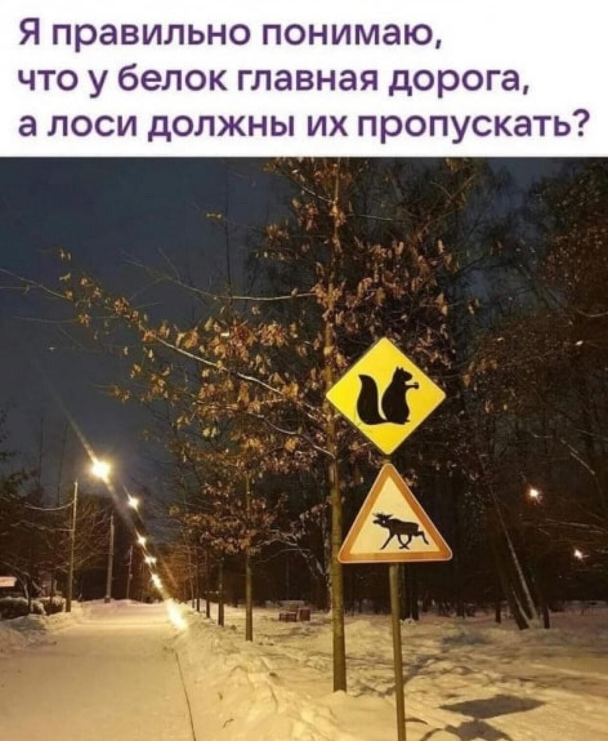 Я правильно понимаю, что у белок главная дорога, а лоси должны их пропускать?