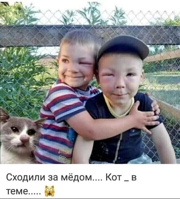 Сходили за мёдом Кот_ в теме