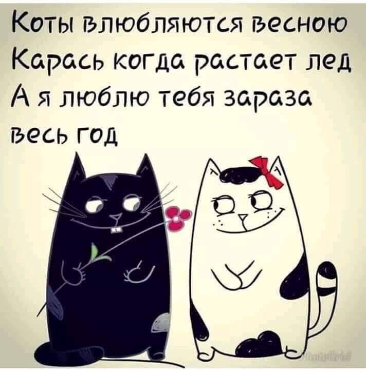 Коты влюбляются весною Карась когда растает лед А я люблю тебя зараза весь год